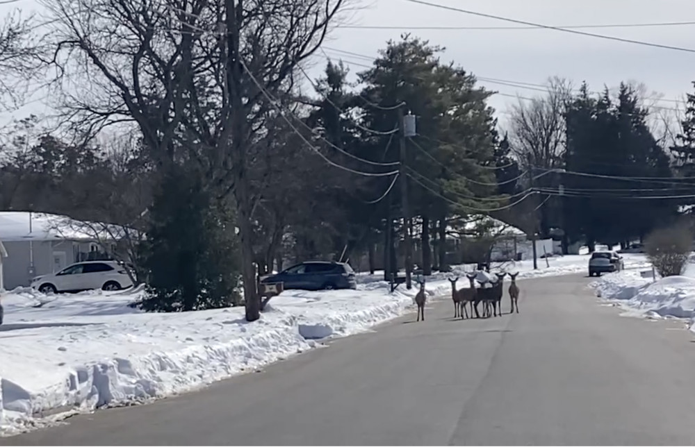饥肠鹿鹿和操纵的气候